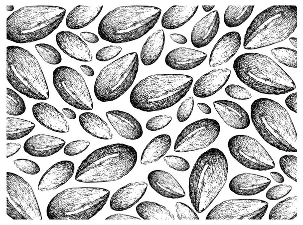 Ручной рисунок семени аргана на белом фоне
 - Вектор,изображение