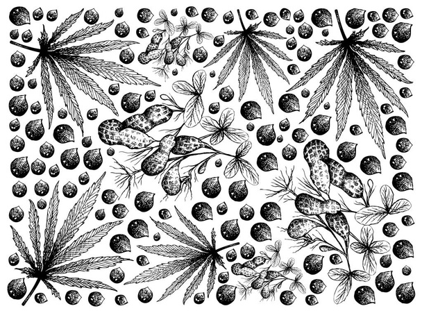 Ручной рисунок листьев конопли и арахиса
 - Вектор,изображение