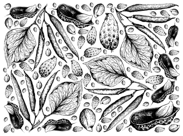 Disegnato a mano di arachidi e fagioli verdi sfondo
 - Vettoriali, immagini