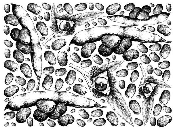 Fundo desenhado à mão de Fava Beans e castanhas japonesas
  - Vetor, Imagem