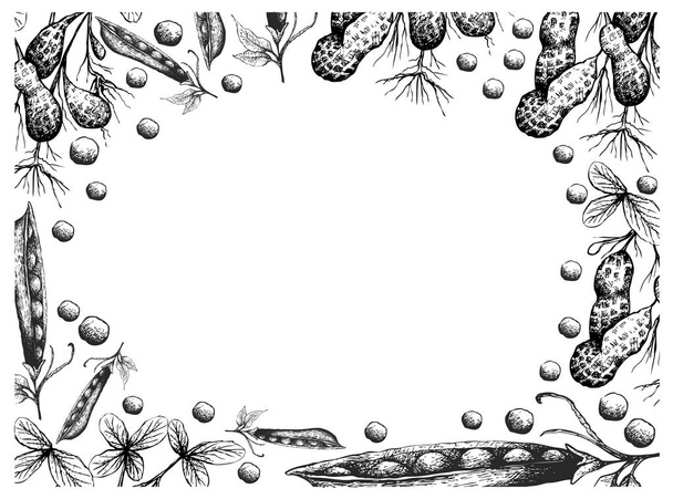 ピーナッツ植物と雪エンドウ豆の手描きフレーム - ベクター画像