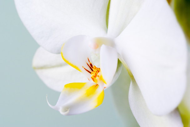 Detalle orquídea
. - Foto, Imagen