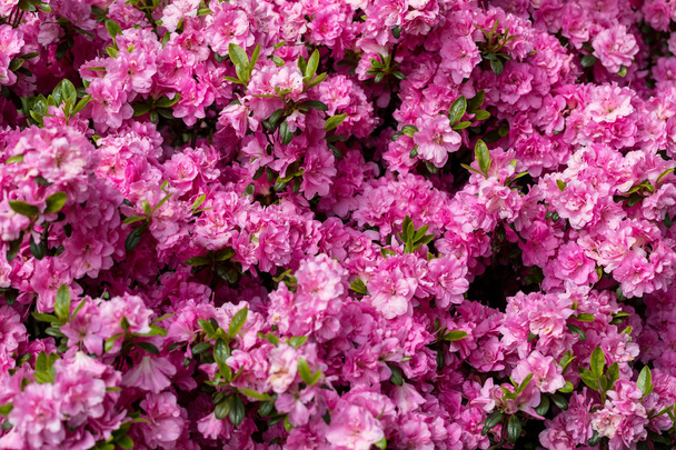 Różowy japoński Azalia na oddział w ogrodzie - Zdjęcie, obraz