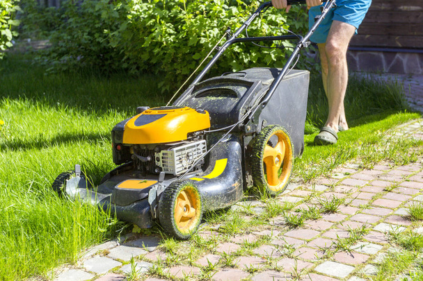 Homem corta grama com cortador de grama na manhã ensolarada no jardim
. - Foto, Imagem