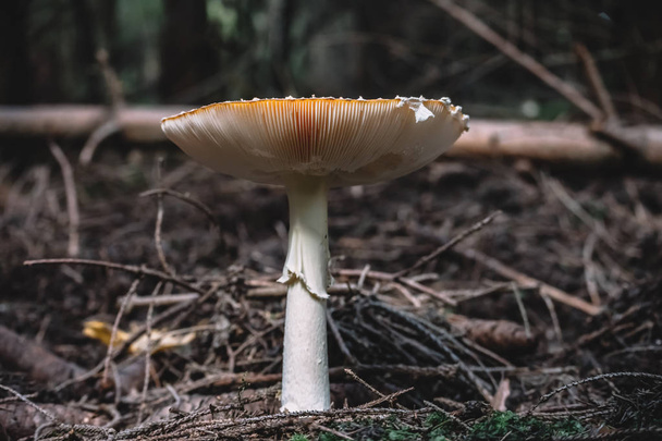 schöner und giftiger Pilz in der Natur - Foto, Bild