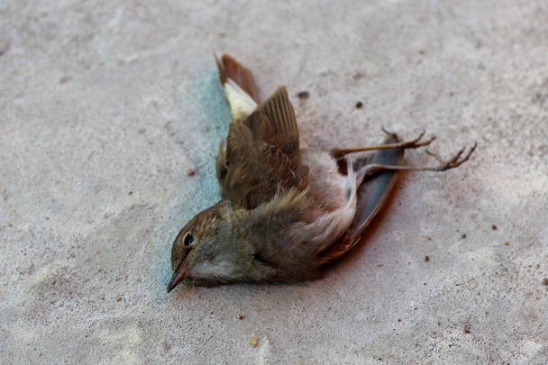Imágenes, de Dead bird, fotos e imágenes de stock de Dead bird