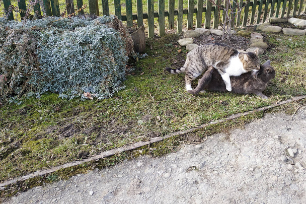 Accoppiamento di gatti in un ambiente naturale per loro nel cortile vicino alla casa dei proprietari
. - Foto, immagini