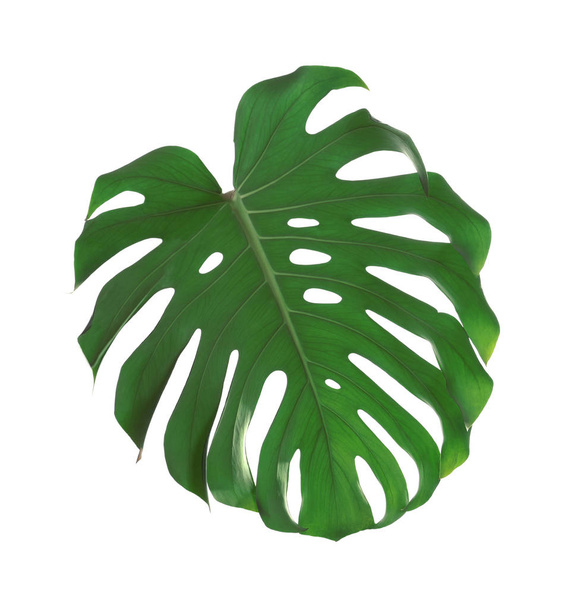 Zielony świeży liść Monstera na białym tle. Roślina tropikalna - Zdjęcie, obraz