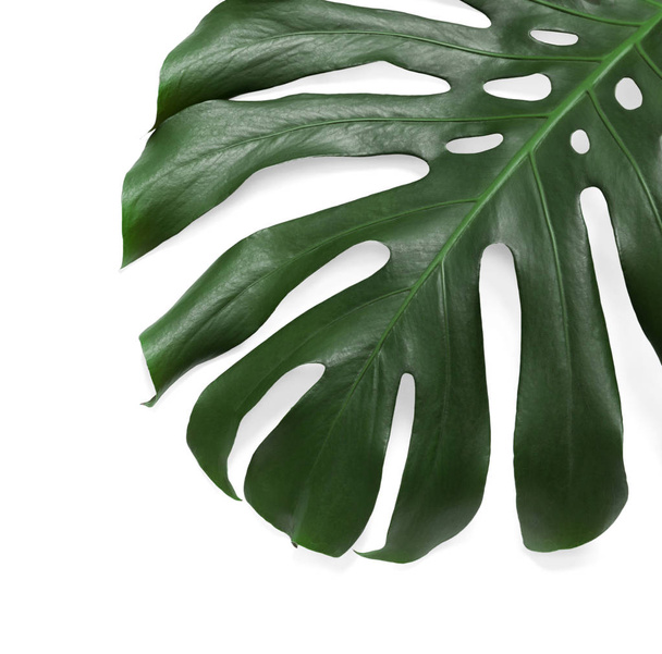 Hoja verde fresca de monstera sobre fondo blanco, vista superior. Planta tropical
 - Foto, imagen