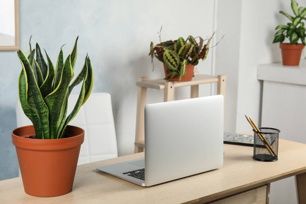 Office interior with houseplants and laptop on table - Foto, Imagen