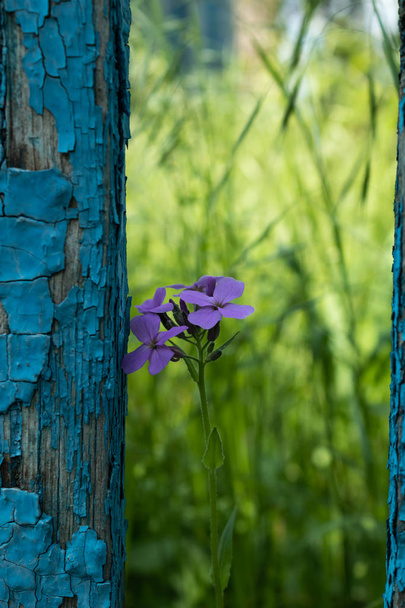 un fiore viola solitario accanto al vecchio recinto o la vernice blu p
 - Foto, immagini
