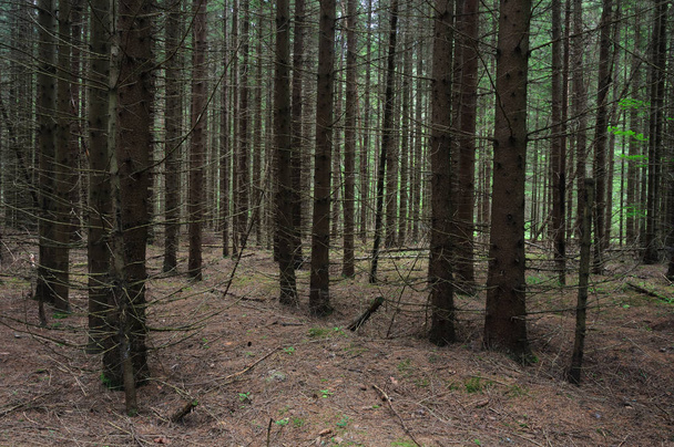Pnie drzew w lesie - Zdjęcie, obraz