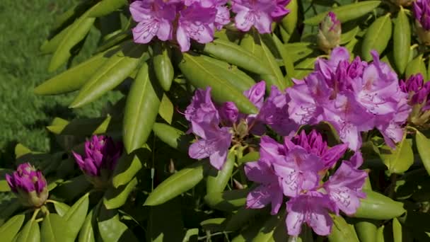Close-up van de Rhododendron bloem bloeit op groene gras achtergrond. Mooie achtergronden. - Video