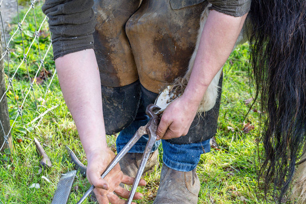 Farrier working on the hooves of a Shetland Pony - Photo, Image