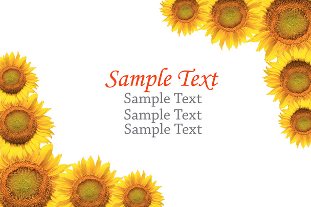 Sunflower isolated with sample text. - Φωτογραφία, εικόνα