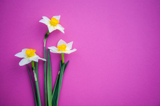 Daffodils on on a bright pink background - Foto, Imagen