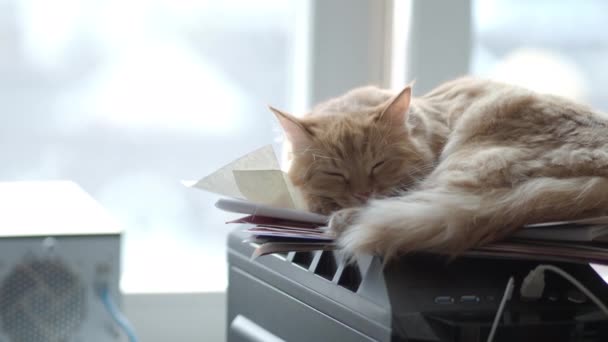 Cute ginger cat dozing on computer system unit Fluffy pet in geeks or IT-specialists home. - Video, Çekim