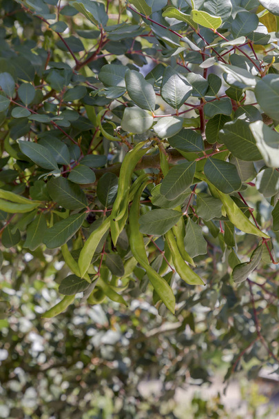 Carob tree (Ceratonia siliqua) close-up - Photo, Image