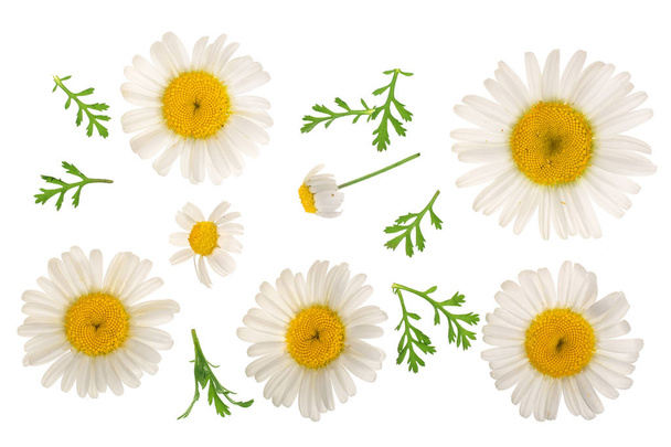 chamomile or daisies with leaves isolated on white background. Top view. Flat lay - Foto, Imagem