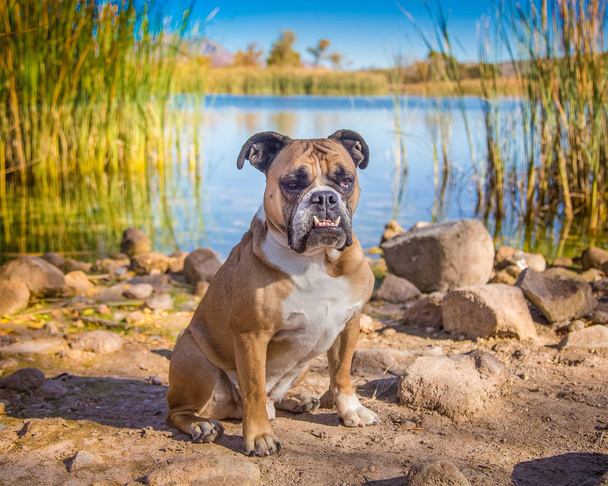 Angol bulldog pózol egy tó a nád - Fotó, kép