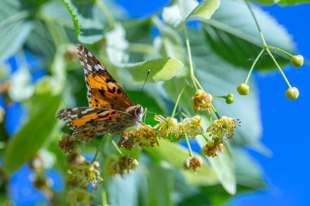 Painted Lady butterfly (Vanessa cardui) feeds on a nectar of flo - Photo, Image