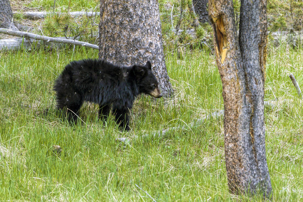 Medvědí mládě stojí u stromu. - Fotografie, Obrázek