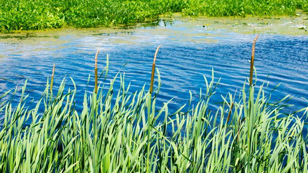 přerostlé jezero s lotosem a Reedem - Fotografie, Obrázek