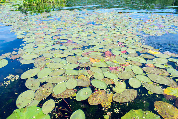 lac envahi par les plantes de lotus et roseau
 - Photo, image