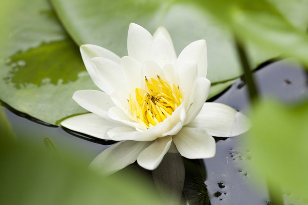 White water lily floating on a wavy water - Zdjęcie, obraz