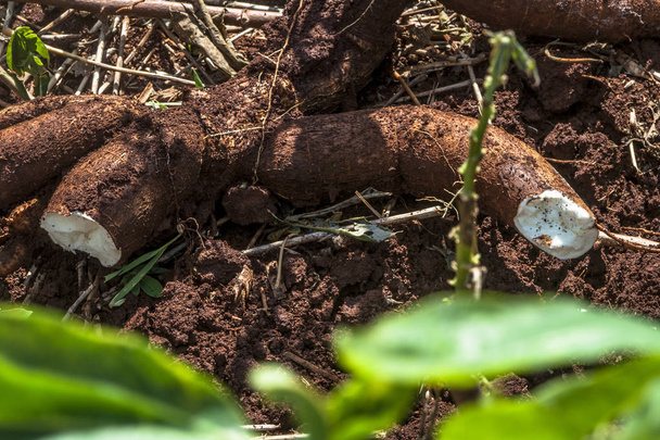 Cassava or manioc plant field in Brazil - Photo, Image