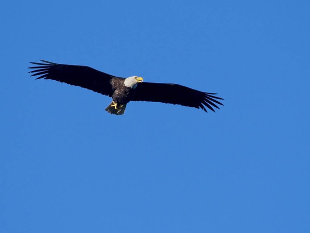Weißkopfseeadler im Flug gegen blauen Himmel - Foto, Bild