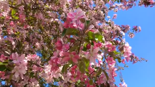 青い澄んだ空を背景に風に乗って動くピンクのリンゴの木の枝を咲かせる - 映像、動画