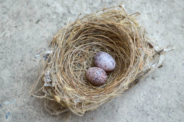 Nido de aves con huevos en el suelo de cemento
 - Foto, imagen