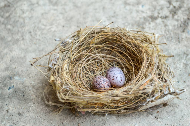 Gniazdo ptaków z jajami na podłodze cementu - Zdjęcie, obraz