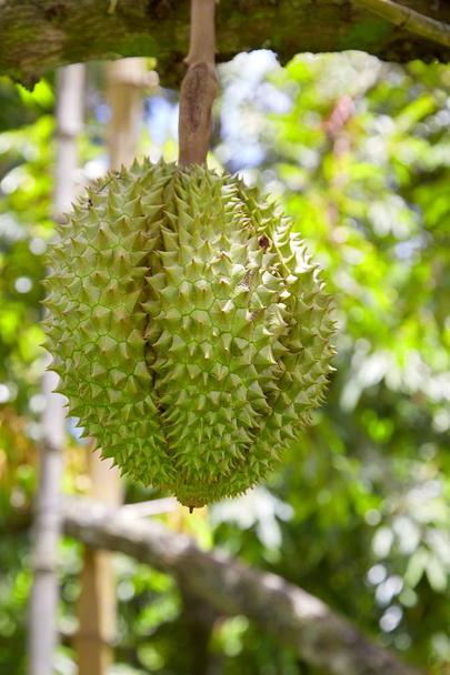 Durian op de boom in de tuin - Foto, afbeelding