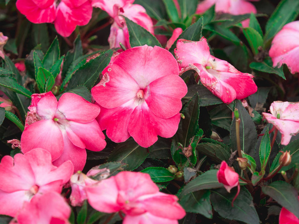 Closeup gyönyörű rózsaszín virágok zöld levelek a kertben van néhány betegség probléma. - Fotó, kép