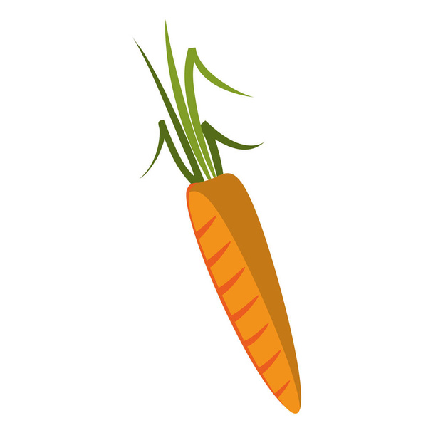 Carrot fresh vegetable food - Vector, Image