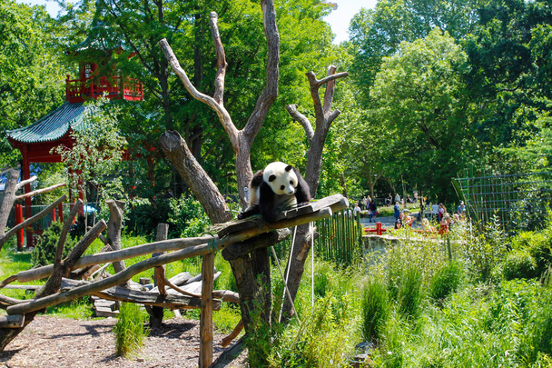 Macaco branco no Jardim Zoológico de Berlim, Alemanha fotos, imagens de ©  kmizina #136501896