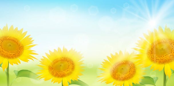 Подсолнух летний цветок
 - Вектор,изображение