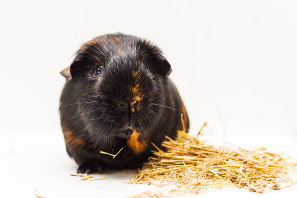 adult black Guinea pig with hay on white background - Photo, Image