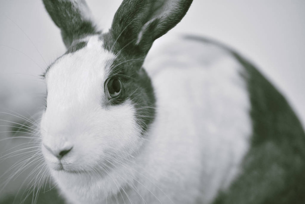 Grijs konijn op zoek frontward aan viewer, kleine konijntje zittend op witte Bureau, geweldig huisdier voor kinderen en familie.  - Foto, afbeelding