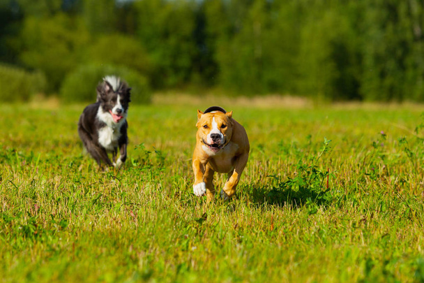 Friends. Dogs. Staffordshire terrier and border collie walking i - Fotó, kép
