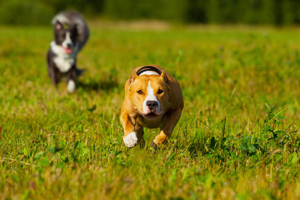 Friends. Dogs. Staffordshire terrier and border collie walking i - Фото, зображення