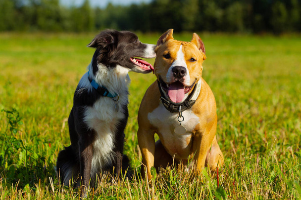 Friends. Dogs. Staffordshire terrier and border collie walking i - Foto, imagen