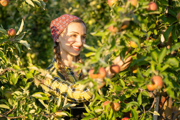 Mujer agricultora de frutas inspeccionando su huerto de manzanas
 - Foto, imagen