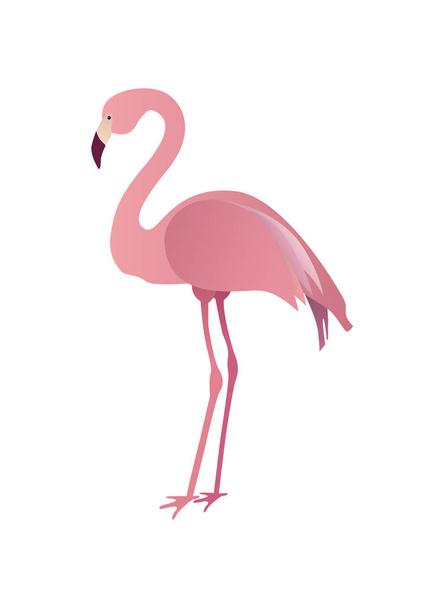 Flamingo rosa plano aislado sobre fondo blanco. Vector ilustra
 - Vector, Imagen