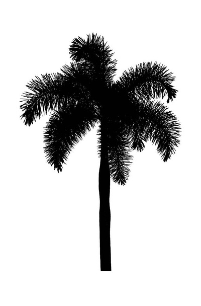 Palmiye ağacı Süs bitkileri beyaz arka plan güzel - Fotoğraf, Görsel