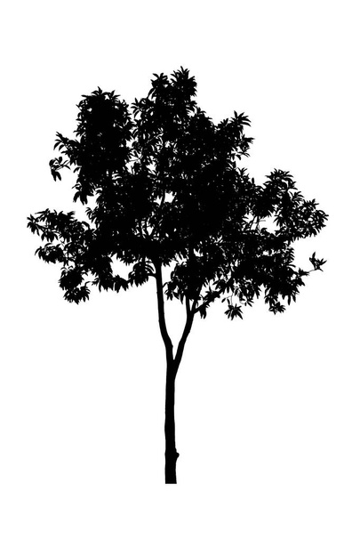 σιλουέτες δέντρο όμορφη σε λευκό φόντο - Φωτογραφία, εικόνα