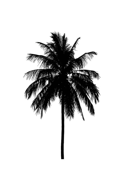 coconut tree silhouettes beautiful on white background - Photo, Image