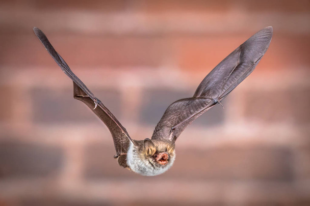 Flying Natterers bat isolated on brick background - Photo, Image